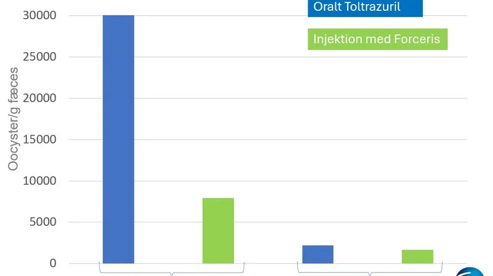 Gennemsnitlig oocyster pr. gram pr. kuld ved hhv. oralt Toltrazuril og injektion med Forceris. Kilde: Ceva