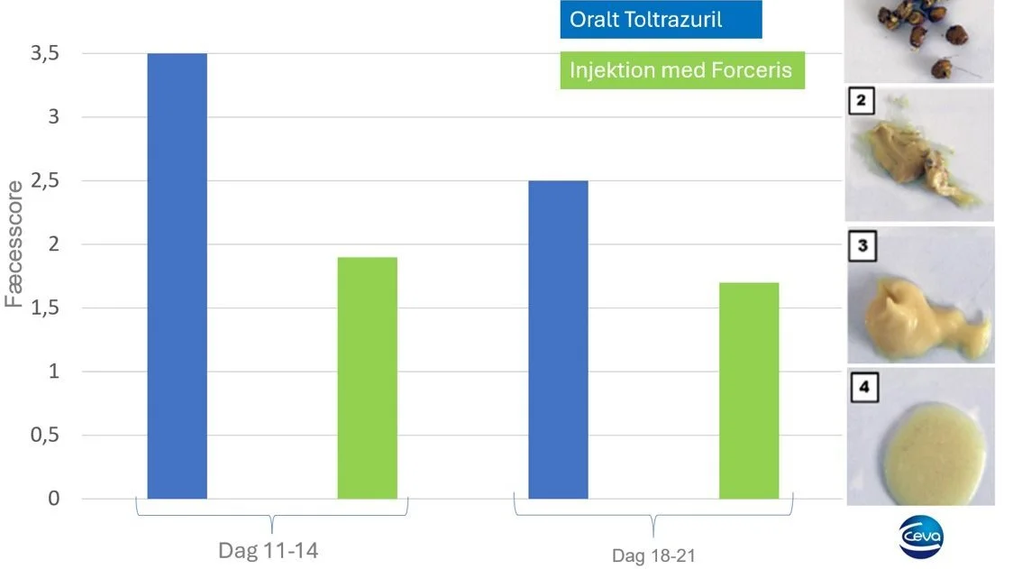 Gennemsnitlig fæcesscore pr. kuld ved hhv. oralt Toltrazuril og injektion med Forceris. Kilde: Ceva