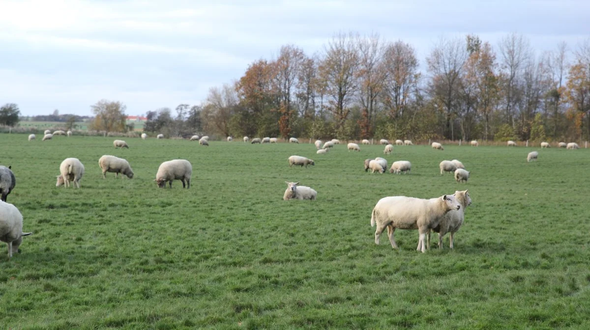 Stadig flest fårebesætninger er ramt af bluetongue. Arkivfoto: Henriette Lemvig