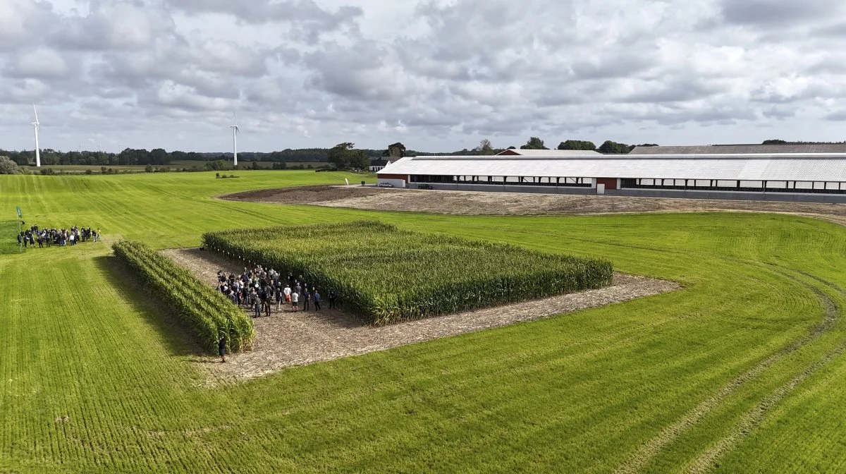 Ved den fynske grovfoderdag på Grønnemosegaard ved Gudbjerg fik 150 kvægfolk og øvrige deltagere præsenteret 18 majsparceller og 11 græsblandinger. I baggrunden den 3.600 kvadratmeter nye kviestald. Fotos: Erik Hansen