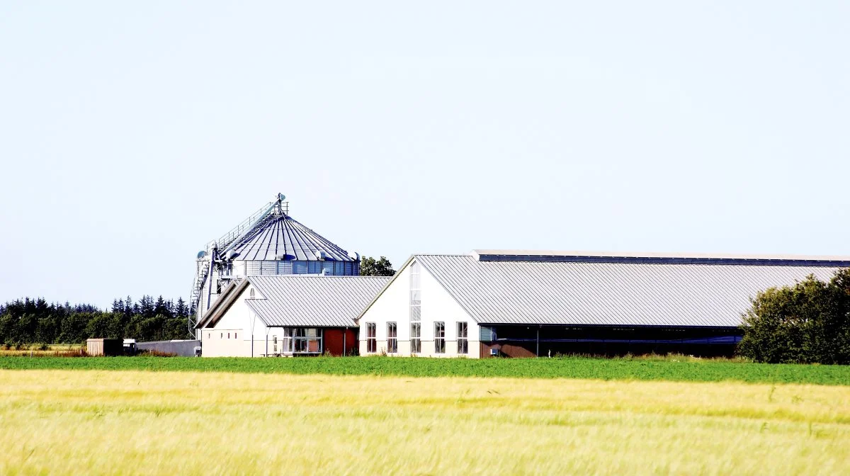 Store husdyrbrug, heriblandt 115-120 svinebesætninger, skal indberette ammoniakudledning og produktionsomfang på Virk.dk inden den 1. oktober. Arkivfoto