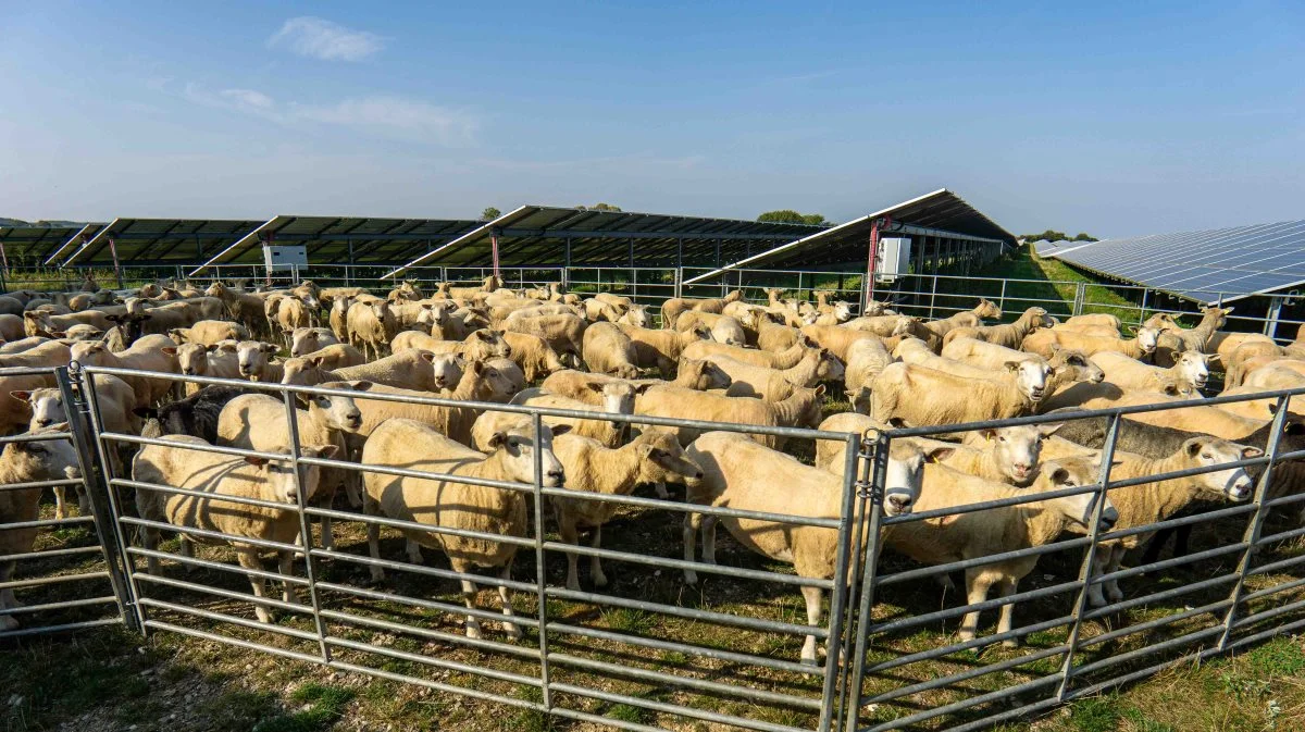 Selvom mange nok nyder den varme sensommer, gjaldt det ikke for flere af de fremmødte, da det sandsynligvis vil øge antallet af smittede besætninger.