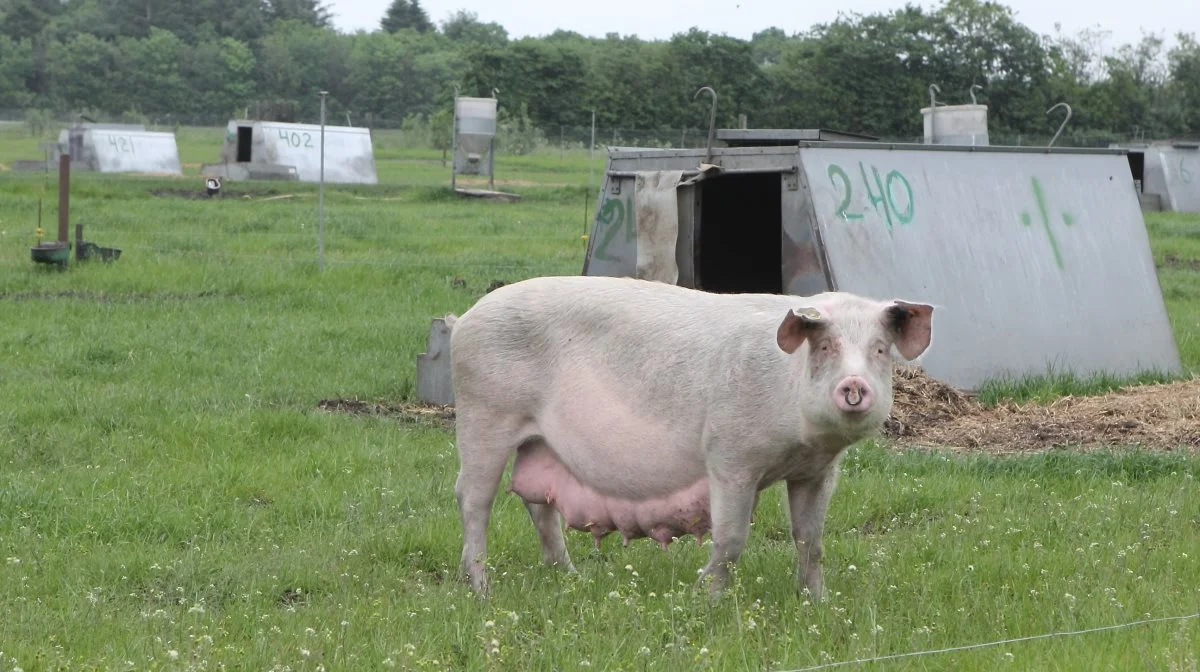 Projektet 4F, som er støttet med statslige GUDP-midler, skal skal være med til at fremme biodiversiteten i økologisk frilandsproduktion for på den måde at møde forbrugernes forventninger og øge markedsandelen af økologisk svinekød. Arkivfoto: Anne Wolfenberg
