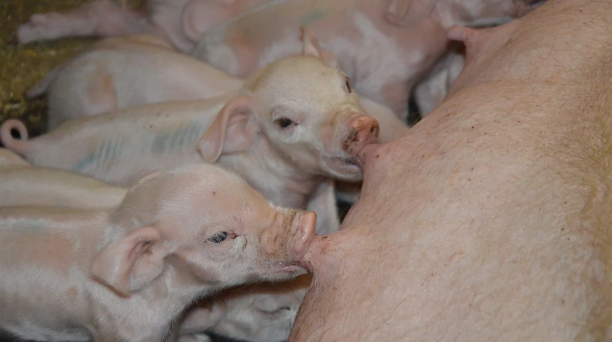 Soens tarmmikrobiom har, ifølge Biochem, stor indflydelse på pattegrisenes sundhed. Kuldets immunitet kan derfor forbedres via soen. Arkivfoto: Camilla Bønløkke