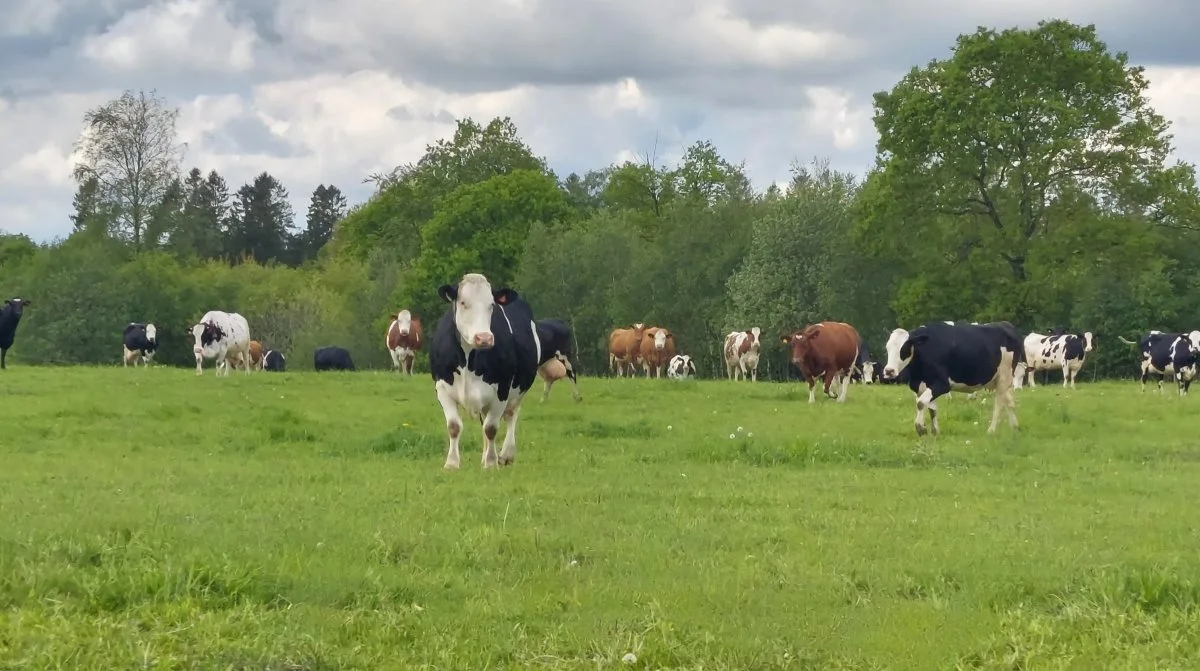 Foreløbig er skovlandbrug ikke så udbredte i Danmark. Men et af de første er Ellinglund i Nordjylland. Arkivfoto: Line Brusgaard