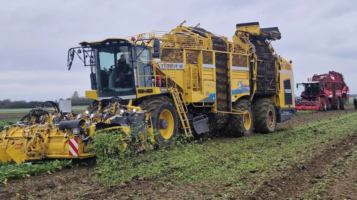 Om få dage skal de første roer være taget op og leveret til Nakskov Sukkerfabrik til kampagnestarten. De første roer hentes fra området omkring Nakskov. Arkivfoto: Jørgen P. Jensen