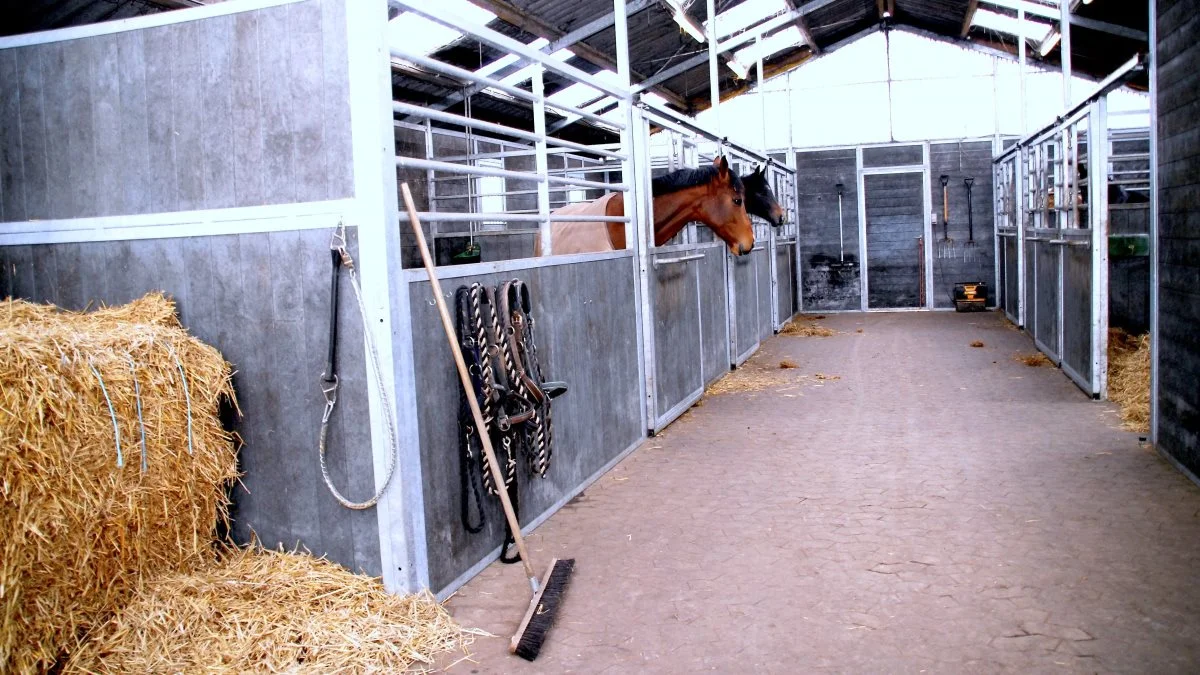 Konsulent Jørgen Finderup fra Seges Heste beskriver fordele og ulemper ved de forskellige typer af strøelse, og hvorfor strøelsen er af så afgørende betydning for hestens sundhed og velvære. Arkivfoto