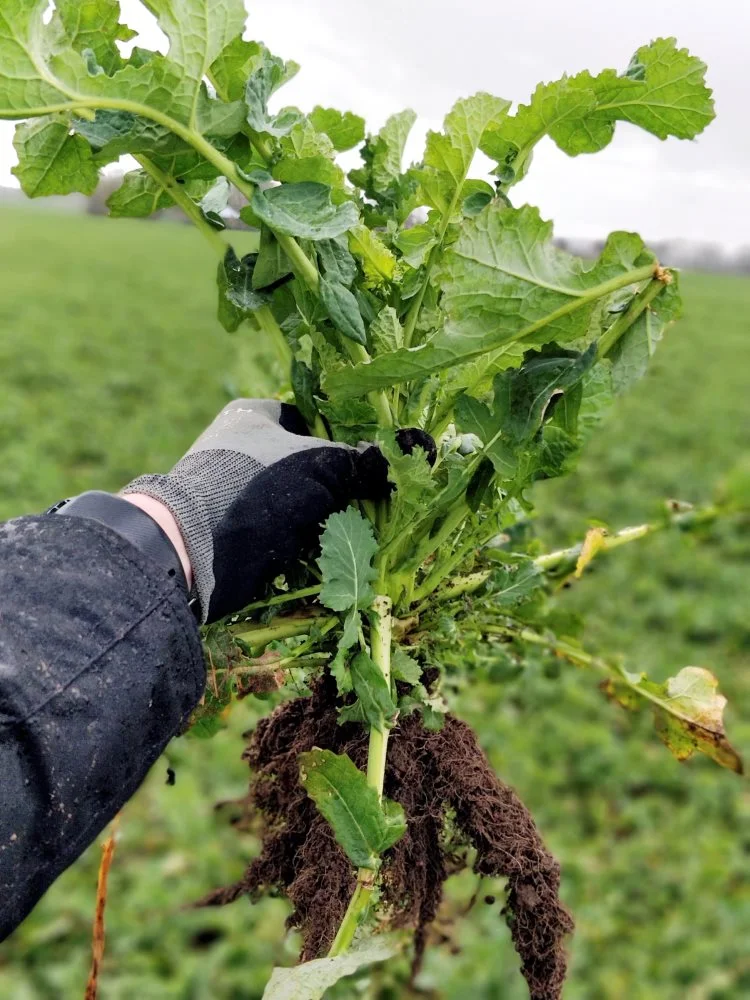 Der står mange store og flotte rapsplanter på markerne. Ifølge målingerne skal rapsen vækstreguleres med 1 l/ha Caryx.