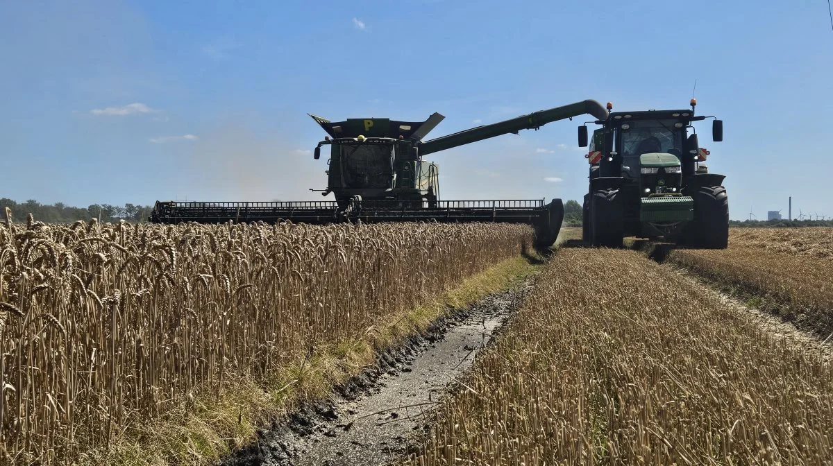 Høsten 2024 blev præget af et regnfuldt år. Det gjaldt særligt på udbytterne i vintersæden, og mange steder også på selve høstarbejdet. Foto: Christian Carus