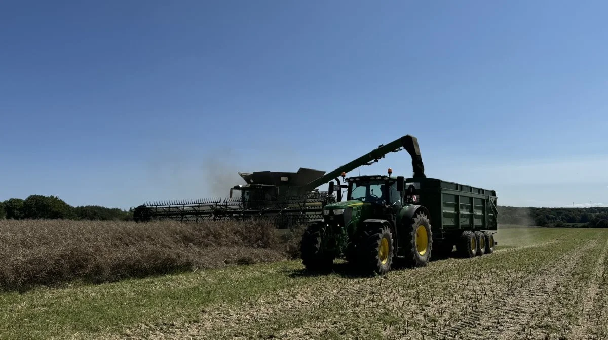 Vinterrapsen har set variationer fra 1,8 til 4,5 tons pr. hektar, lyder det fra DLG. Foto: Kasper Stougård 