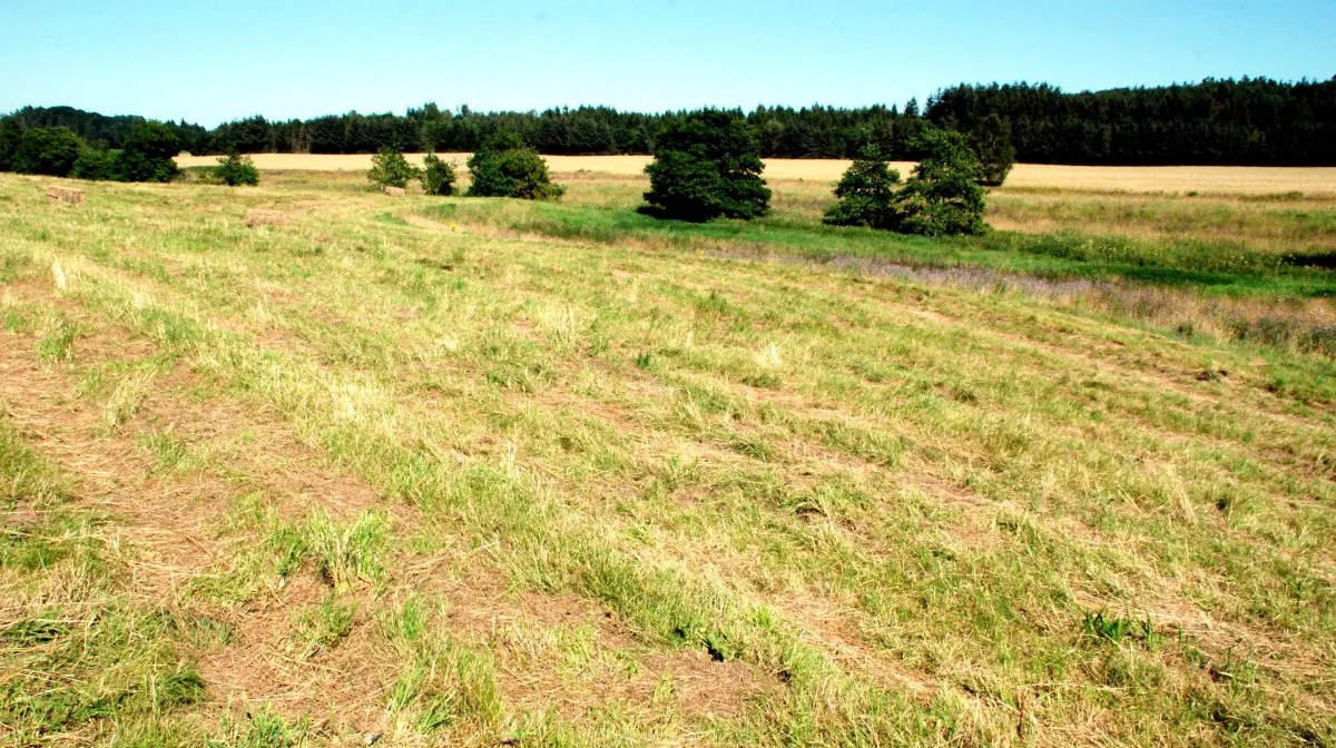 Det kunne være rart med 30.000, 40.000 eller måske 80.000 kroner pr. hektar for halvkulturelle arealer, ikke sandt? Men pas på, lyder det fra Bæredygtigt Landbrug. Foreningen har netop afgivet høringssvar til en vejledning om permanent ekstensivering. Arkivfoto