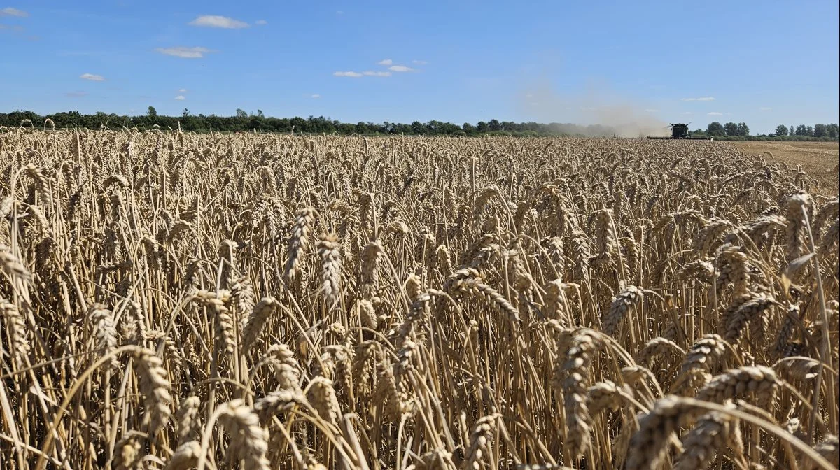 Hveden lukkede sidste uge af med stort set uændrede priser efter en lille korrektion torsdag. Arkivfoto: Christian Carus