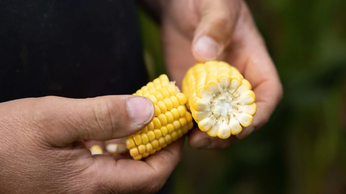 Majshøsten nærmer sig hos Cruijsen Farming, hvor 55 procent af grovfoderrationen består af majshelsæd. Der køres med en snitlængde på 9-10 millimeter, som efter Leon Cruijsens mening passer bedst strukturmæssigt.