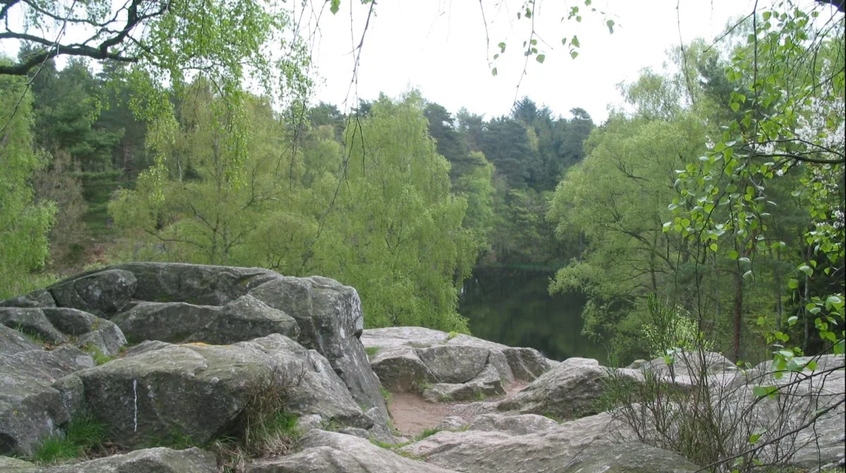 Edderkoppen blev fundet i den fredede Almindingen på Bornholm. Arkivfoto: Erik Hansen