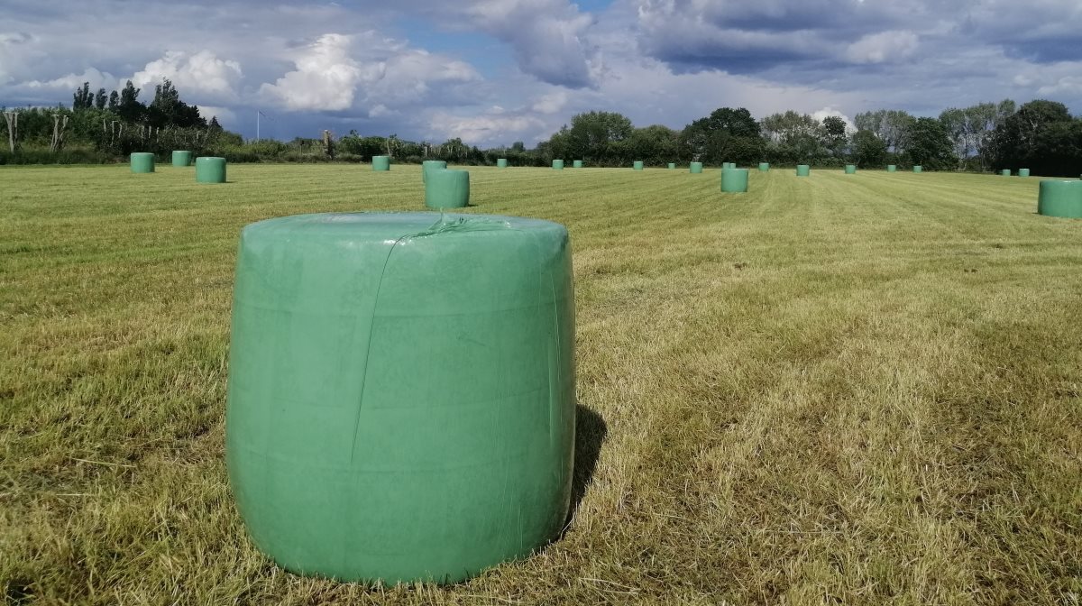 Lektor og hesteagronom Eva Lind Gleerup kalder årets grovfoderhøst for både sukkerknalder og pindebrænde. Mon du kender værdien af det grovfoder, du har tiltænkt din hest hen over vinteren? 

Har du en hest, der har problemer med insulinreguleringen, skal du have analyseret dit grovfoder.