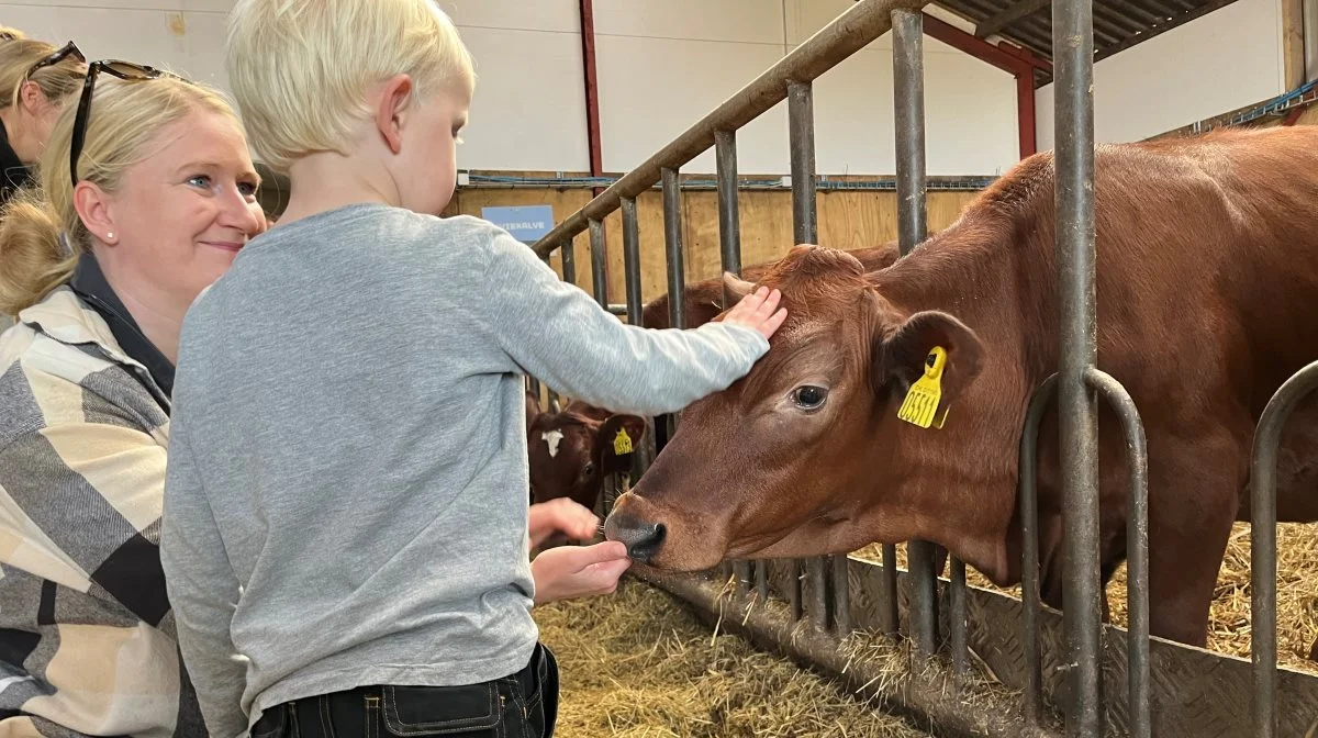 Der er gode aktiviteter for børnene, og for Asger var det en kæmpe oplevelse at få lov til at sidde i førerhuset på traktoren, da vi var med på en lille marktur, fortalte Line Garde. Foto: Jesper Hallgren
