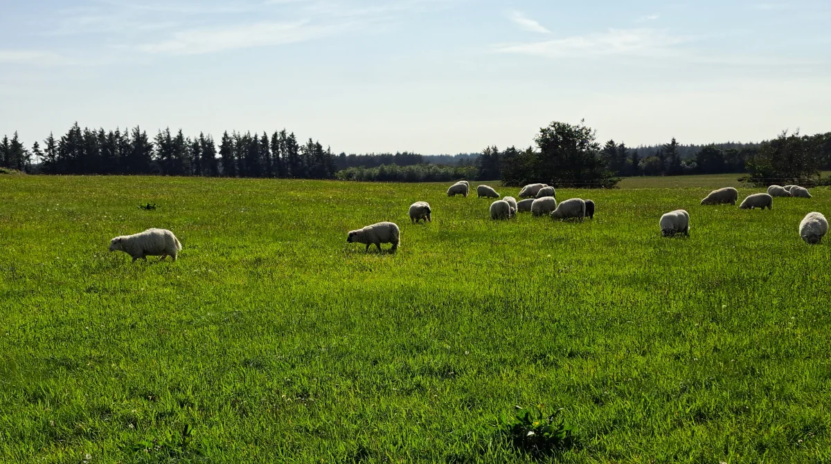 - Det er faktisk meget ligetil at søge ordningen, og for rigtig mange jordbesiddere vil det give god mening, lyder det fra Jakob T. Nikolajsen, teamleder i Fjordland. Arkivfoto