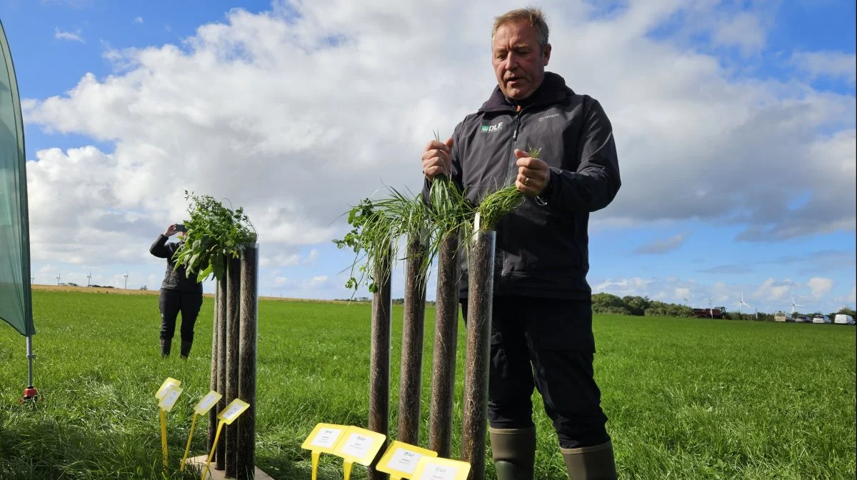 Tom Vestergaard kiggede nærmere på de forskellige rodnet.