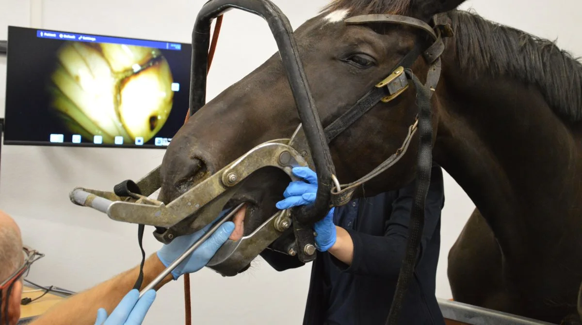 Hestetandklinikken tæller i dag otte dyrlæger og tre veterinærsygeplejersker. 