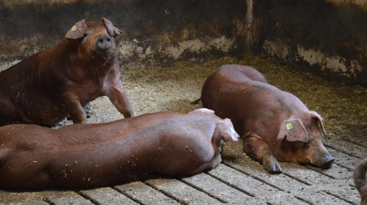 Duroc topper i tilvækst. Fotos: Camilla Bønløkke