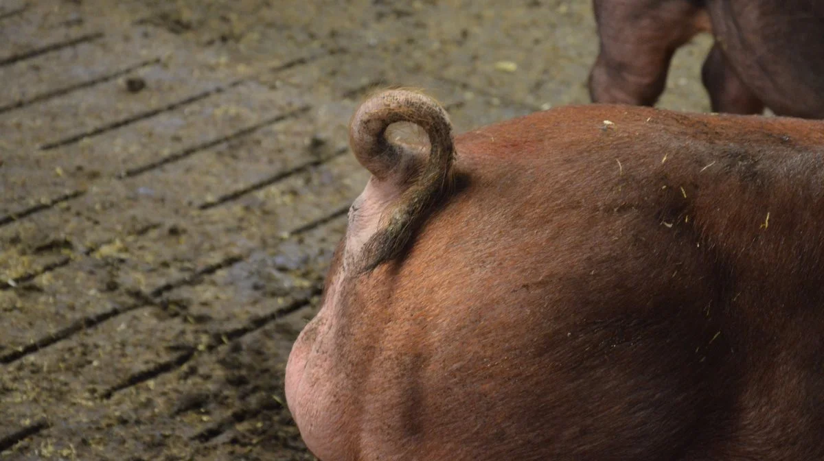 Krølle på halen. Halebid er ikke et problem hos Duroc.