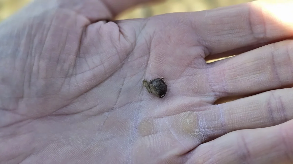 Ved at grave lidt i jordoverfladen lykkes det da også hurtigt at finde små, nyudklækkede snegle på 1-2 cm, der ikke syner af meget.