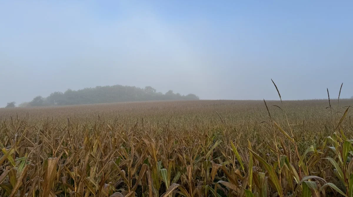 Majsen er ikke svampesprøjtet, og det vil nok være anbefalelsesværdigt i no-till-majs efter majs. 