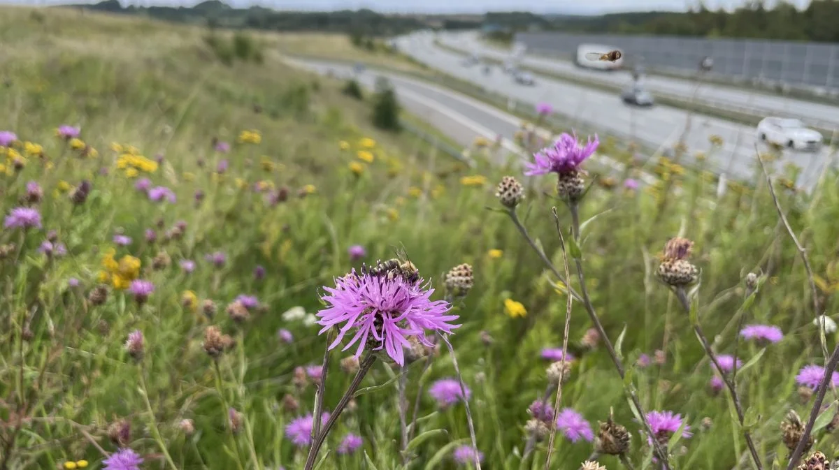 Med årene vil der dukke flere vilde og blomstrende vejkanter op langs E45.