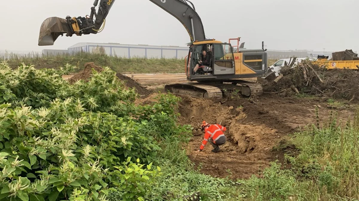 Udover at sprede frø, bliver der også arbejdet med at bekæmpe invasive arter langs motorvejene. Her er det pileurt, som bliver håndteret langs E45.