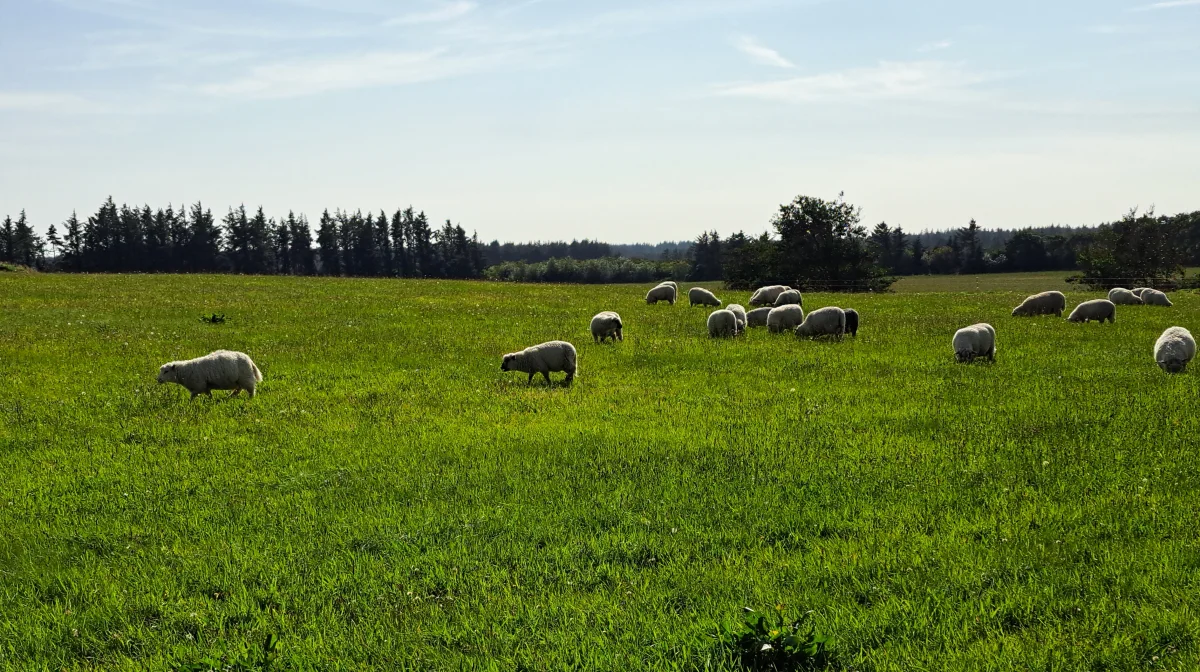 Landbrugsstyrelsen har for tiden åbent for ansøgninger fra lodsejere, der ønsker at tage jorde permanent ud af drift. Arkivfoto