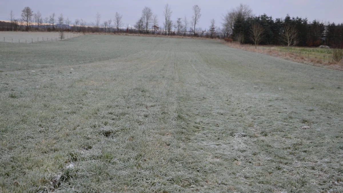 Der er frost i græsset denne dag, hvor LandbrugFyn er med ude i forsøgsmarken, men det er alligevel muligt at skelne mellem de enkelte parceller.