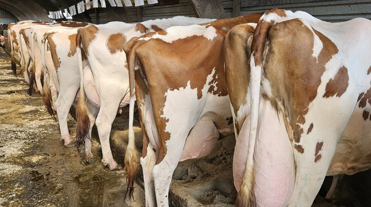 Kåringsgennemsnittet for køerne på Dueholm ligger på godt på 85. Tyrevalget afhænger af, om det er en produktionsko eller en ko, der også skal kunne udstilles på dyrskuerne, hvor Dueholm I/S er en flittig gæst.