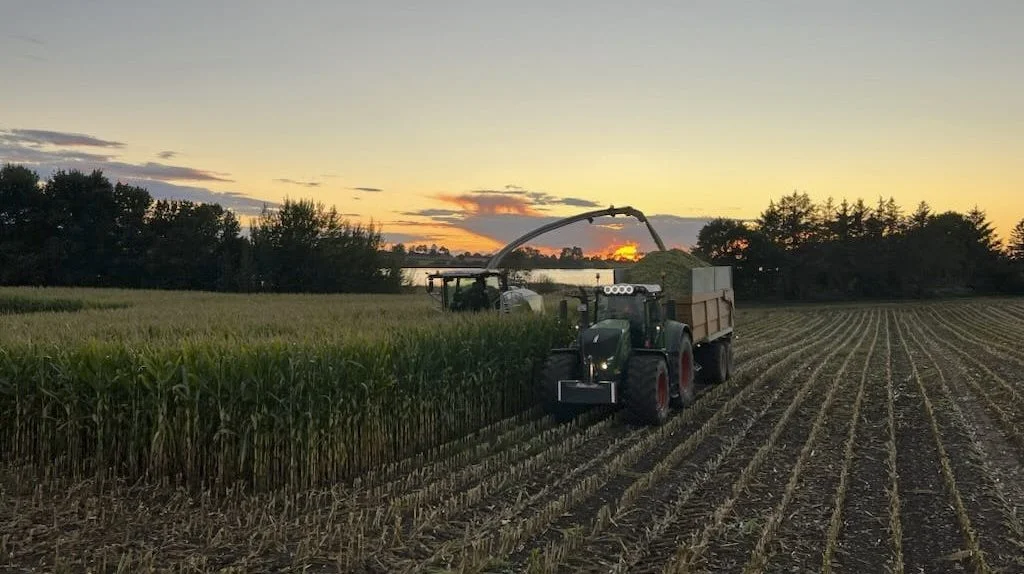 I det flotte sensommervejr i sidste uge bjærgede Ebberup Maskinstation de 55 hektar majs på Ruegård. Det skete med et rekordudbytte med op til 75 tons pr. hektar. Foto: Ebberup Maskinstation