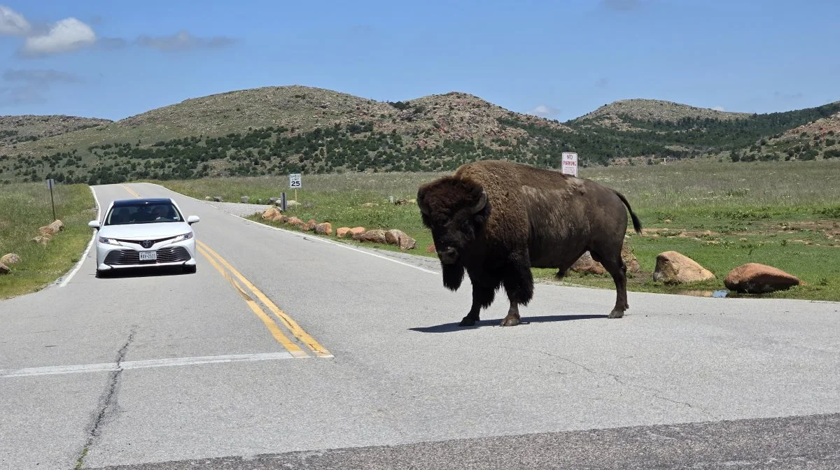 Pludselig står der en amerikansk bison på vejen foran Effektivt Landbrugs udsendte. De amerikanske farmere kalder dem for buffalo, som antages at stamme fra det franske udtryk for kød, boeuf. En tyr kan veje over et ton og er i dag USA's nationaldyr ligesom den hvidhovede ørn. Fotos: Jørgen P. Jensen