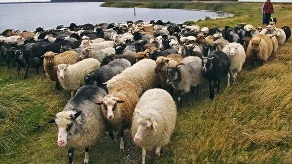 Fårene har længe været en fast bestanddel af livet på Gjellerodde, som ligger få kilometer nord for Lemvig. Fårene græsser og holder vegetationen nede, så hedelandskabet ikke forsvinder. Hvor mange får, der skal være på odden i fremtiden, er til debat. Forskere fra Aarhus Universitet er nemlig gået sammen med Lemvig Kommune, Naturstyrelsen Vestjylland og Aage V. Jensens Fond om at forvalte naturen på en ny måde. Foto: W. Ferchland