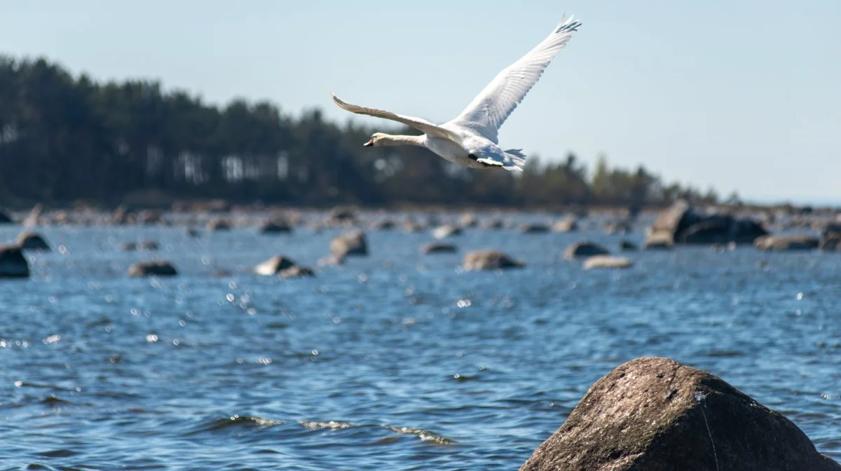 Da det især er vandfugle, der er reservoir for H5N1, er der kun lille risiko for at smitte fra disse vandfugle kan trænge ind i lukkede svinebesætninger med god biosikkerhed, påpeger amerikansk dyrlæge. Foto: Colourbox