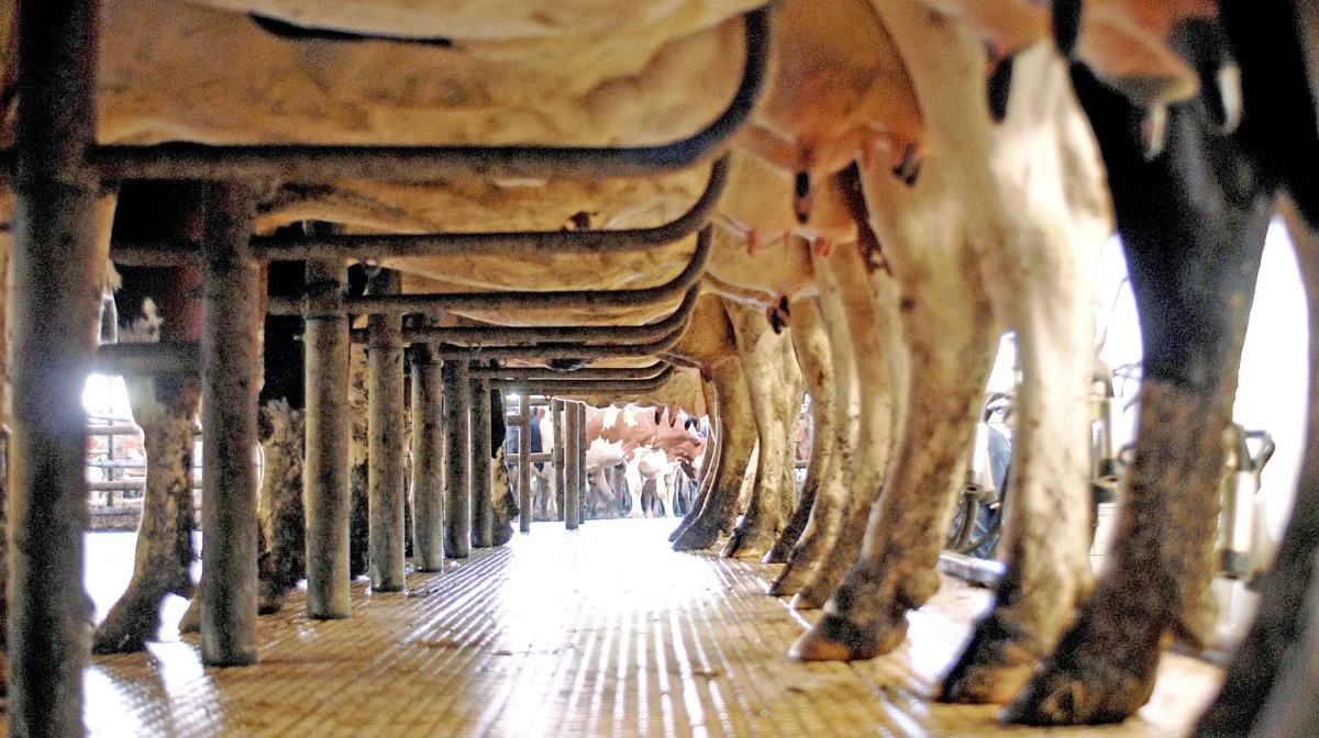 - Vi holder som rådgivningsvirksomhed til i et område, hvor husdyrproduktion altid har spillet en central rolle i udviklingen af landbrugsproduktionen. Derfor er jeg glad for, at jeg får muligheden for at dyrke det udviklingspotentiale, jeg ser i husdyrproduktionen, siger Torsten Gruhn. Foto: Colourbox