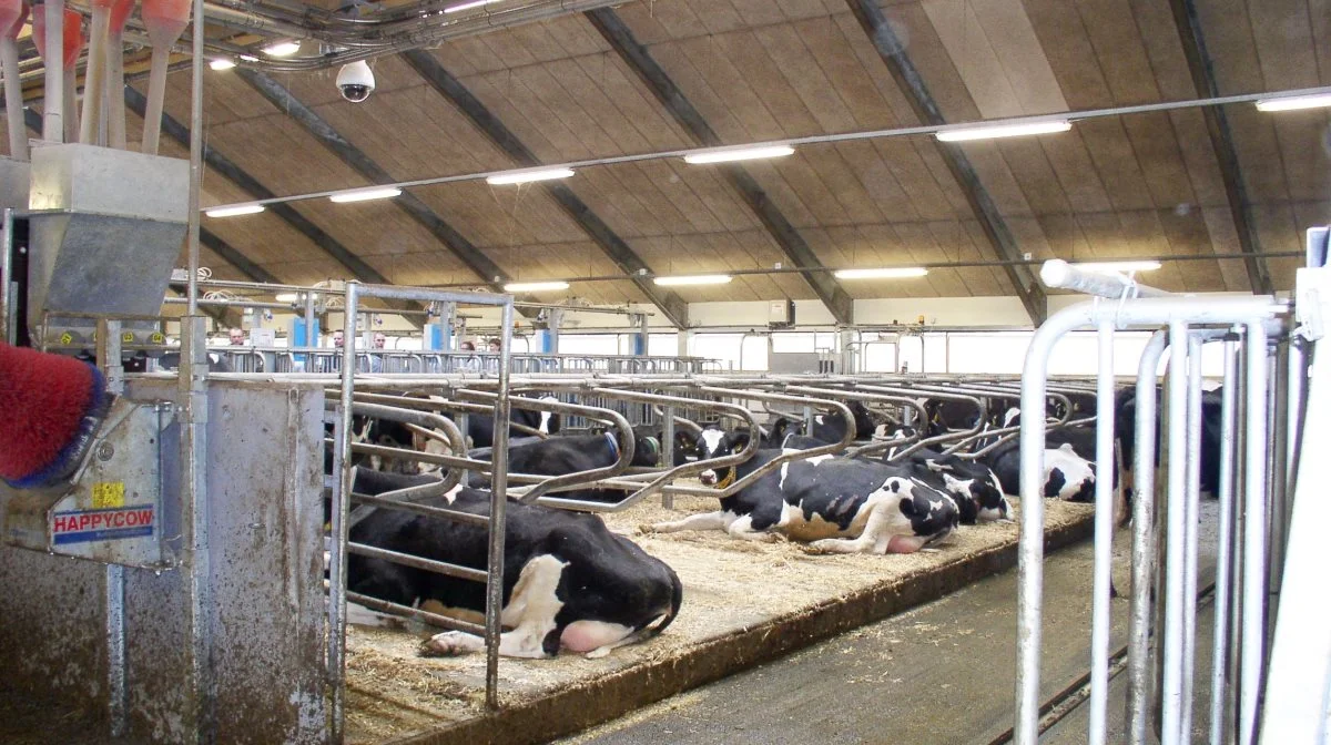 Effekten af fodertilskud på malkekøer bliver undersøgt på AU Viborg. Arkivfoto 