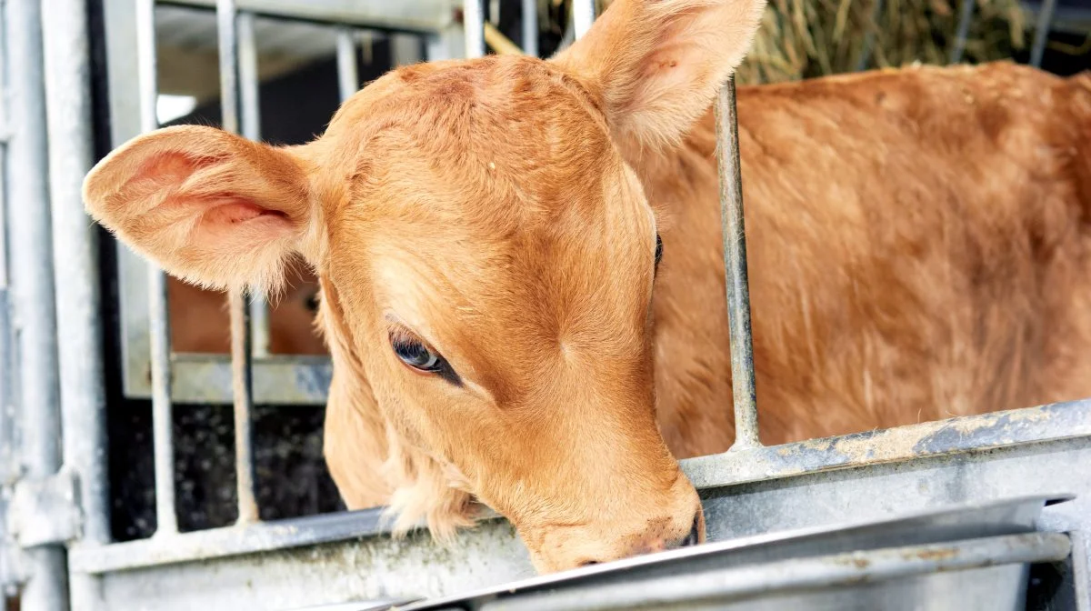 Dyrlæger & Ko minder om, at lungebetændelse ofte rammer kalve mellem en og firemåneders alderen. Forebyggelse kan ske med vaccination af kalvene samt fokus på en række nøglepunkter. Arkivfoto