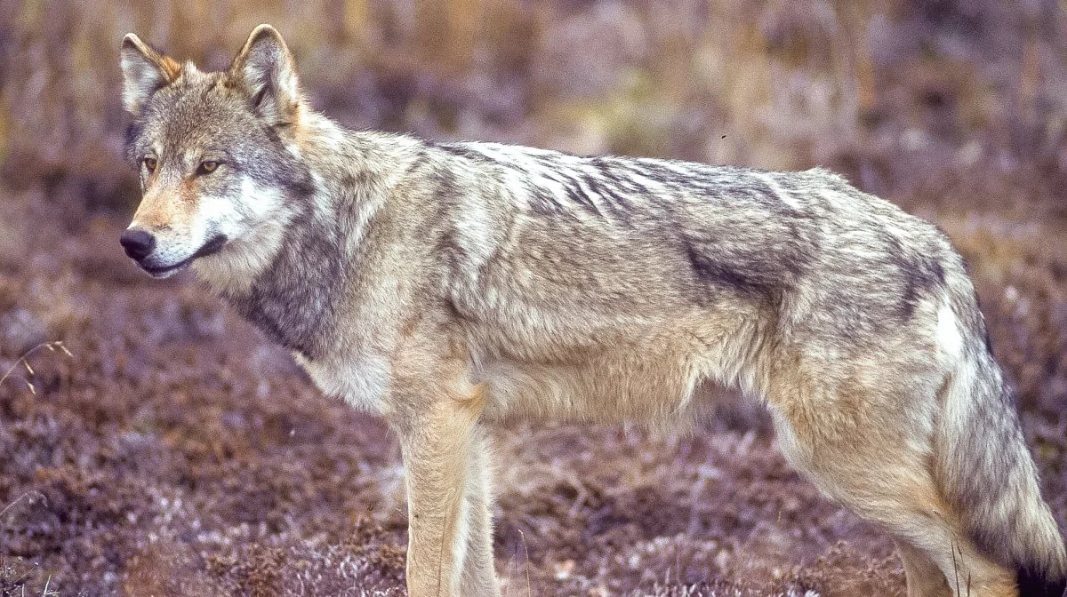 De nye ulvetoner fra EU har fået Miljøstyrelsen til at bede forskere om at undersøge, hvor mange ulve der skal være i Danmark, inden rovdyret må jages. Arkivfoto: Colourbox