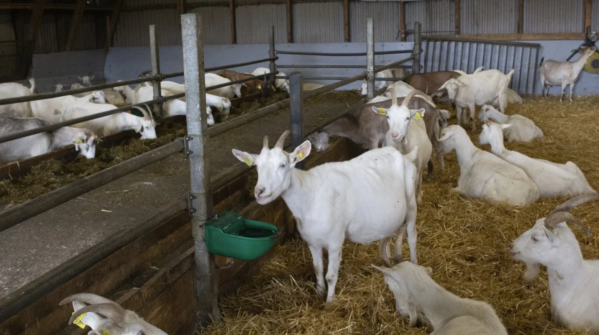 - Vi tager hver weekend til Aarhus med nogle af produkterne og snakker med kunder og grossister, men vi inviterer også folk hjem på gården til åben stald og rundvisninger, så de kan smage produkterne og se at det ikke er så farligt, forklarer Tobias Christensen. Arkivfoto: Tenna Bang