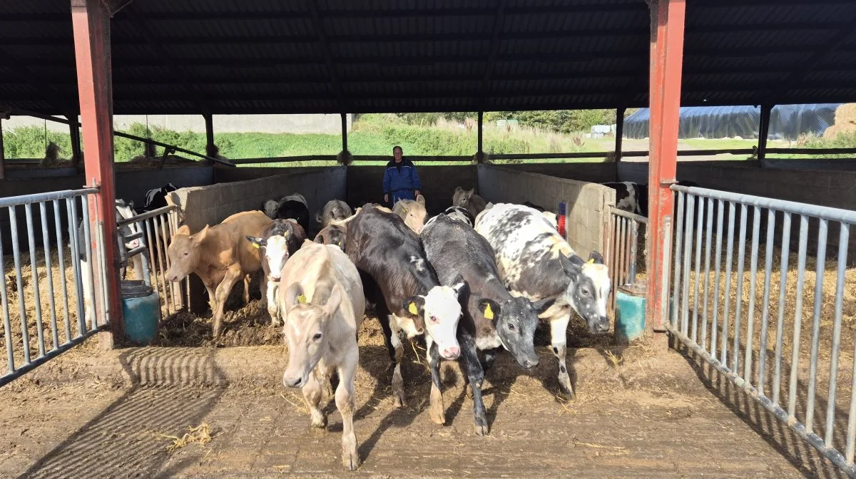 Herefordkrydsningen med det hvide hoved kan sagtens følge med i højden sammen med de jævnaldrende charolais- og blåkvægskrydsninger, men det kniber i bredden, vurderer slagtekalveproducent Anders Myrup. 