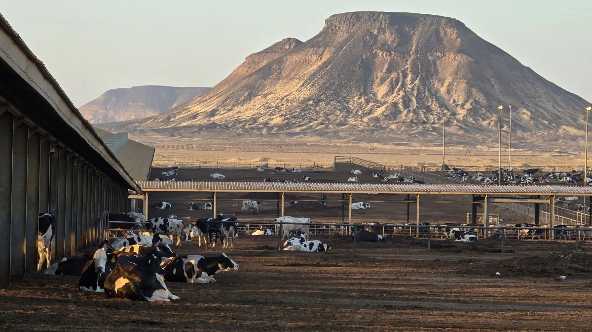 95 procent af Egyptens areal er ørken enkelte steder afbrudt af mindre oaser, som her - en dagsrejse i bil vest for Cairo - hvor Effektivt Landbrug besøger den store Juhayna-malkekvægfarm. Fotos Jørgen P. Jensen