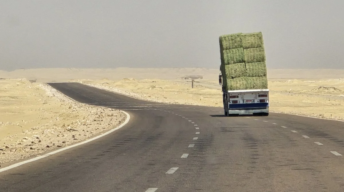 En stor del af foderet til de tusindvis af malkekøer og opdræt skal køres den lange vej ud til Juhayna-farmen og dagligt skal al produceret mælk køres tilbage til det store mejeri i Cairo.