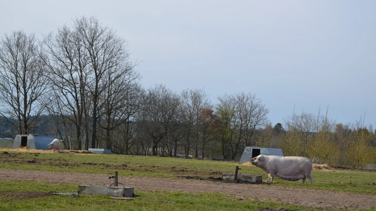 Det daglige arbejde med marker og dyr under åben himmel bidrager til høj trivsel, fremgår det af en undersøgelse Innovationscenter for Økologisk Landbrug har lavet blandt økologiske landmænd. Arkivfoto: Camilla Bønløkke
