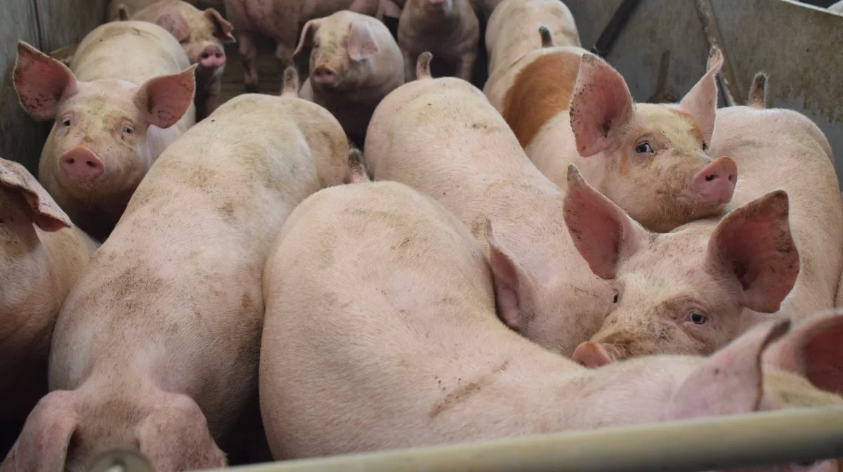 Ifølge DTU Fødevareinistuttet er der i 2023 konstateret en drastisk stigning af multiresistente salmonella typhimurium-bakterier, efter en faldende tendens de seneste tre år. Arkivfoto: Anne Wolfenberg