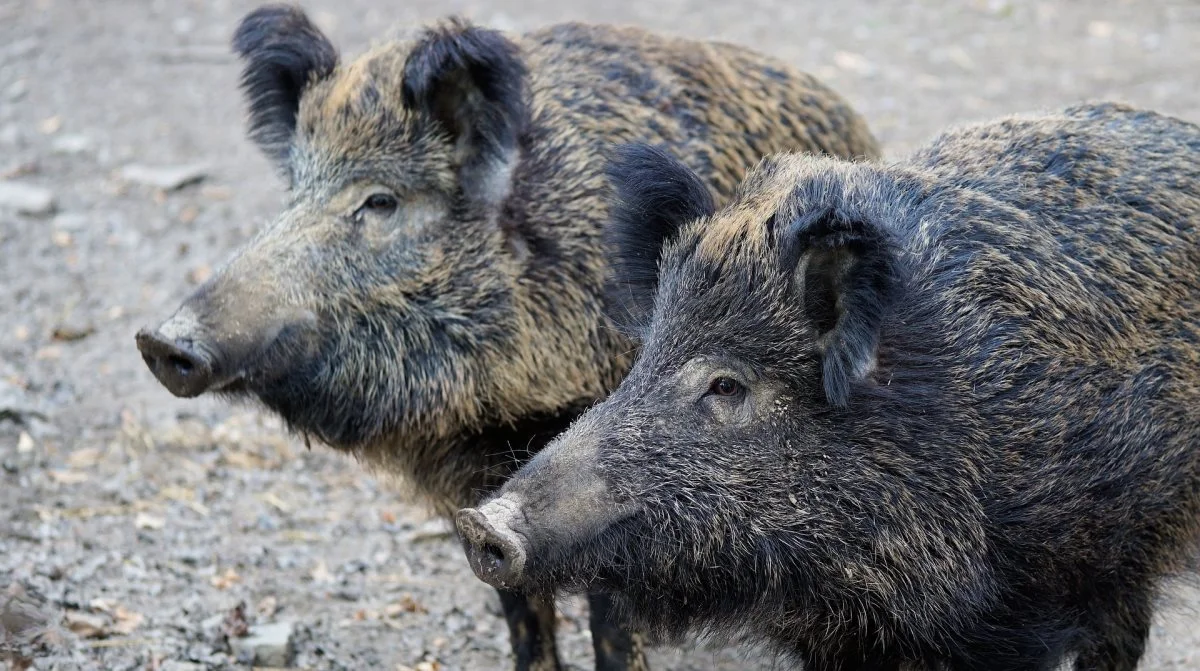 Man har også fundet salmonella cholerasuis i svenske vildsvin. Derfor er de svenske veterinærmyndigheder nu ved at undersøge, om der kan være en kobling til den smitte, der her i efteråret er fundet i svenske tamsvin. Foto: Colourbox 