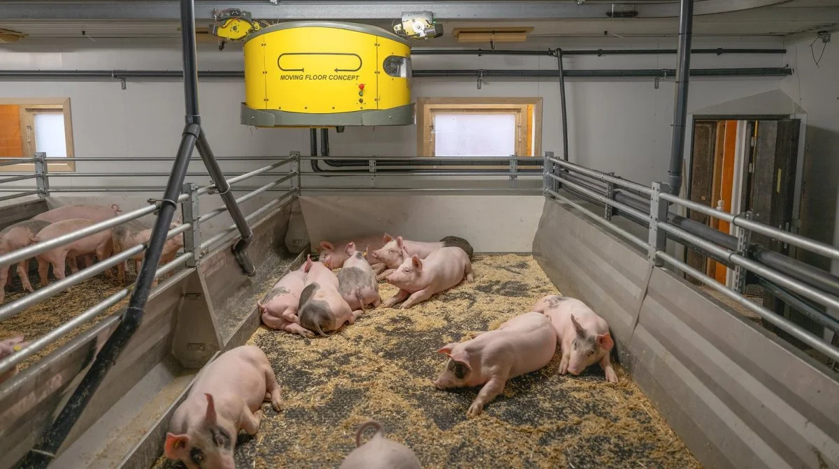 Det svenske firma Mooving Floor Concept leverer rullende gulv til alle slags stityper. Desuden tilbyder de også en strømaskine, som ses hængende over stien. Foto: Mooving Floor