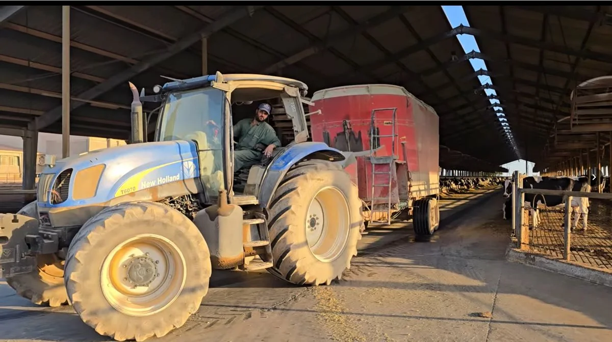 Foderet består primært af majs- og lucerneensilage og importeret soja.