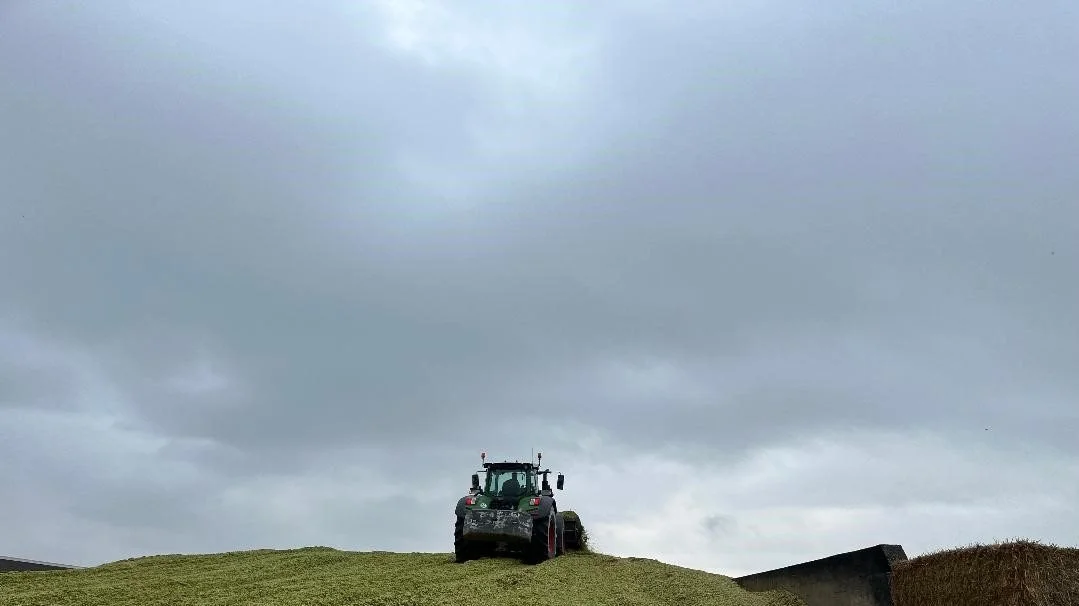 Også på Sydfyn kom majshøsten senere i hus end normalt. Da vi kiggede forbi midt i oktober, var majsen netop blevet snittet. Foto: Christian Ingemann Nielsen